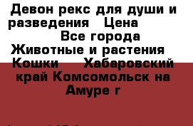 Девон рекс для души и разведения › Цена ­ 20 000 - Все города Животные и растения » Кошки   . Хабаровский край,Комсомольск-на-Амуре г.